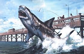 Image result for Chichester Sharks