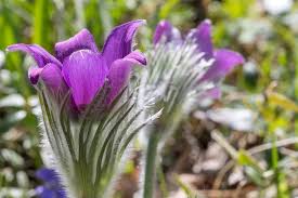 Attēlu rezultāti vaicājumam “Pulsatilla pratensis”