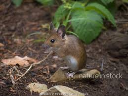 Attēlu rezultāti vaicājumam “Apodemus flavicollis”