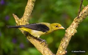 Image result for Piranga olivacea