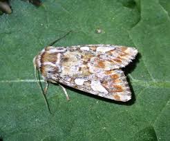 Attēlu rezultāti vaicājumam “Panolis flammea”