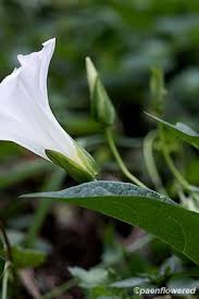 Attēlu rezultāti vaicājumam “Convolvulaceae”