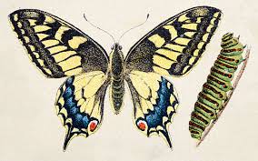 Attēlu rezultāti vaicājumam “Papilio machaon”