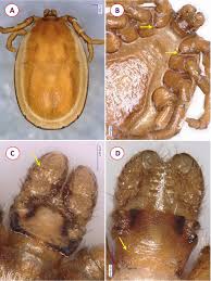 Attēlu rezultāti vaicājumam “Ixodes male”