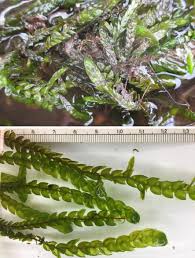 Attēlu rezultāti vaicājumam “Fontinalis antipyretica”