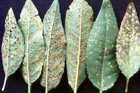 Attēlu rezultāti vaicājumam “Tranzschelia pruni-spinosae spores”