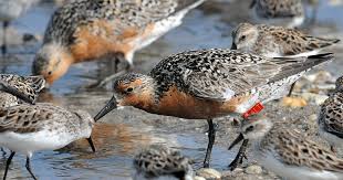 Attēlu rezultāti vaicājumam “Calidris canutus adult”