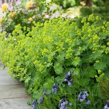 Image result for Alchemilla mollis