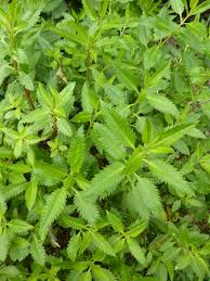 Attēlu rezultāti vaicājumam “Haloragaceae”