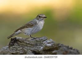 Attēlu rezultāti vaicājumam “Muscicapa striata”