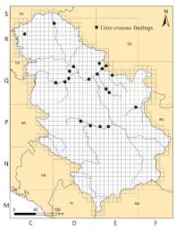 Attēlu rezultāti vaicājumam “Unio crassus”