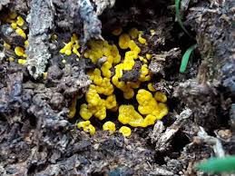 Attēlu rezultāti vaicājumam “Fuligo gyrosa”