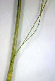 Attēlu rezultāti vaicājumam “Poa remota”