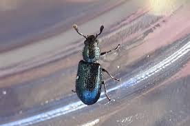 Attēlu rezultāti vaicājumam “Necrobia violacea”