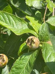 Attēlu rezultāti vaicājumam “Mespilus germanica leaf”