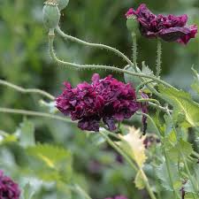 Image result for Papaver somniferum Black