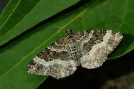 Attēlu rezultāti vaicājumam “Epirrhoe”