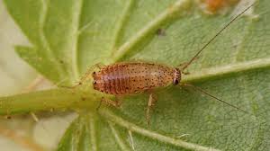 Attēlu rezultāti vaicājumam “Ectobius sylvestris nymph”