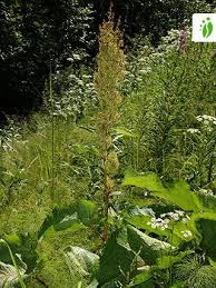 Attēlu rezultāti vaicājumam “Rumex aquaticus fruit”