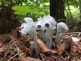 Image result for ギンリョウソウ