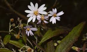 Attēlu rezultāti vaicājumam “Symphyotrichum x salignum flower”