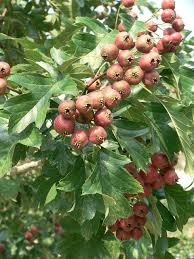 Attēlu rezultāti vaicājumam “Crataegus x macrocarpa fruit”