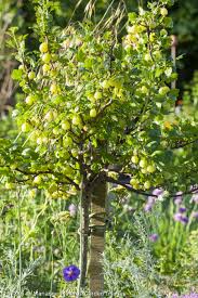 Attēlu rezultāti vaicājumam “Ribes uva-crispa flower”