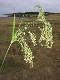 Attēlu rezultāti vaicājumam “Cribraria splendens stalked”