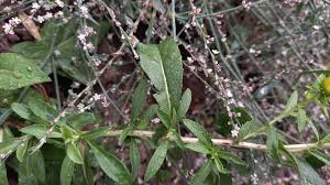 Attēlu rezultāti vaicājumam “Inula britannica leaf”