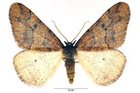 Attēlu rezultāti vaicājumam “Erannis defoliaria”