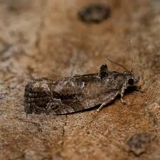 Attēlu rezultāti vaicājumam “Eudemis porphyrana”