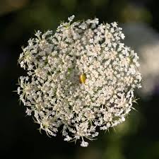 Attēlu rezultāti vaicājumam “Peucedanum palustre flower”
