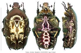 Attēlu rezultāti vaicājumam “Potosia cuprea”
