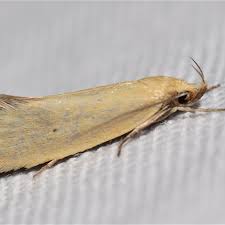 Attēlu rezultāti vaicājumam “Oecophoridae”