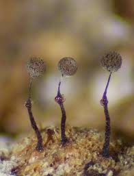 Attēlu rezultāti vaicājumam “Clastoderma debaryanum macro”