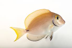 Image result for Acanthurus blochii