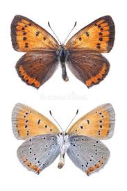 Attēlu rezultāti vaicājumam “Lycaena dispar male”