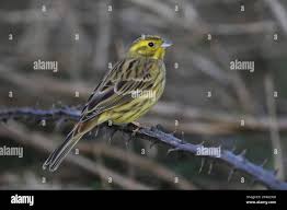 Attēlu rezultāti vaicājumam “Emberiza citrinella adult”
