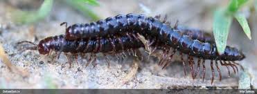 Attēlu rezultāti vaicājumam “Fuligo licentii”