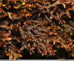 Attēlu rezultāti vaicājumam “Frullania tamarisci”