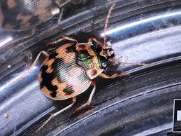 Attēlu rezultāti vaicājumam “Omophron limbatum”