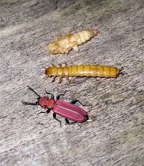 Attēlu rezultāti vaicājumam “Cucujus cinnaberinus larva”