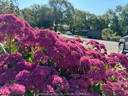 Attēlu rezultāti vaicājumam “Sedum pallidum bud”