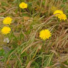 Attēlu rezultāti vaicājumam “Hypochaeris radicata fruit”