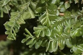 Attēlu rezultāti vaicājumam “Plagiochila porelloides”