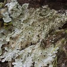 Attēlu rezultāti vaicājumam “Punctelia subrudecta”