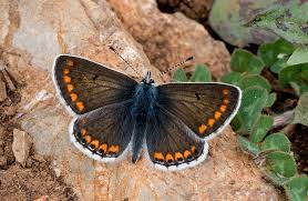 Attēlu rezultāti vaicājumam “Aricia artaxerxes”