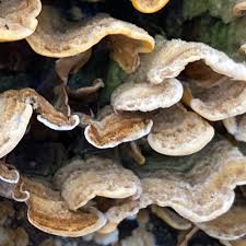 Attēlu rezultāti vaicājumam “Stereum hirsutum”