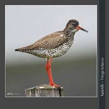 Attēlu rezultāti vaicājumam “Tringa totanus”