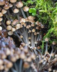Attēlu rezultāti vaicājumam “Mycena viscosa”